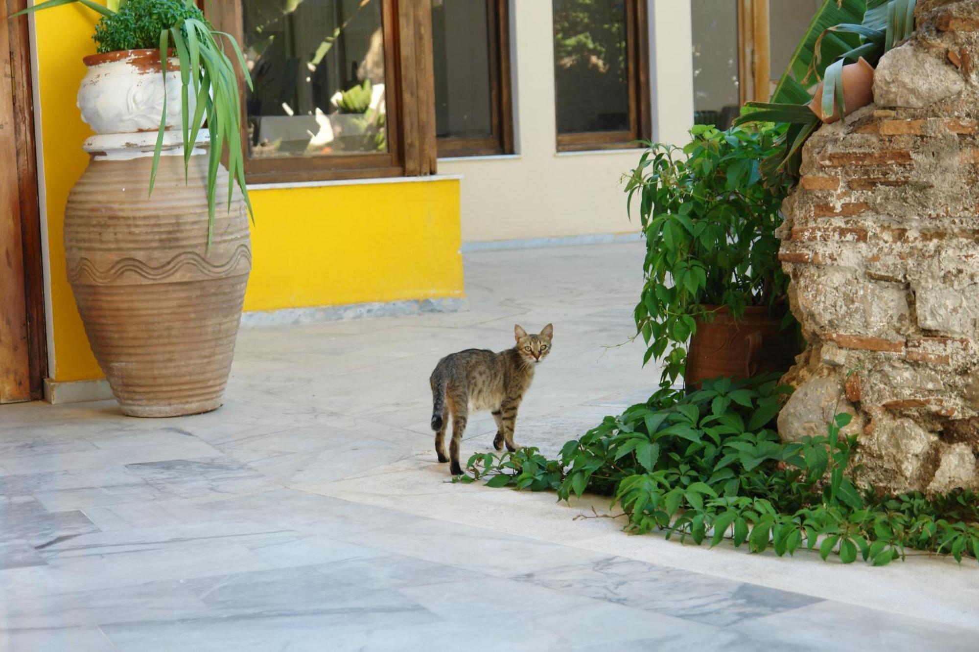 Verdelis Inn Epidaurus Exterior photo